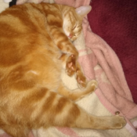 Mookie