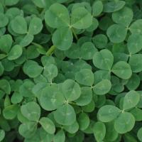 Sharon Orr