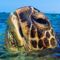 Robin Mitchell