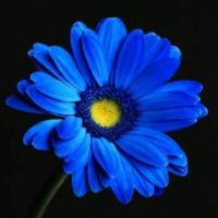 dema49