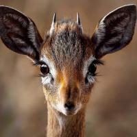 Aidacristina