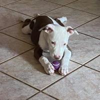 Dawn Grisham Sanders