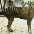 Thylacine