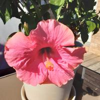 Karen Napper