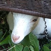 Deborah Lewis