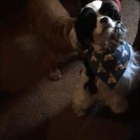 Diane Amsler