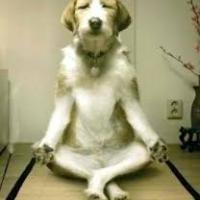 ShySilverRose