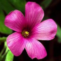 Ryanne
