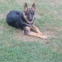 Sandra Wilmoth Bennett