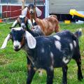 Mill Oak Boer Goats