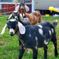Mill Oak Boer Goats