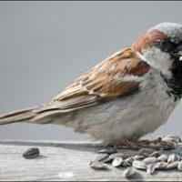 Sparrowspetal