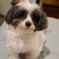 Bobbie Orloff