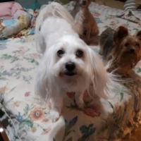 Mickie D Witter