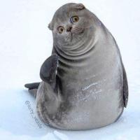 Carin Phinney Plummer