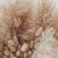 Sarah hamm
