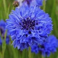Jamie Alvarado