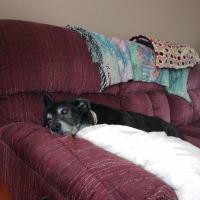 Michele Ferris
