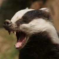 Angry Badger