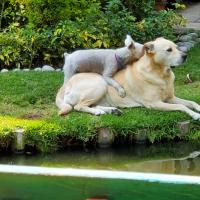 Neil Peters