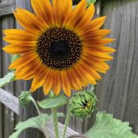 Jessica Livan Curbelo