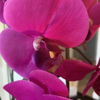 Lindsay Hibbard