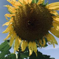Rita Neal