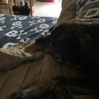 Lisa Holland Trowbridge