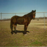 Namar Mustangs