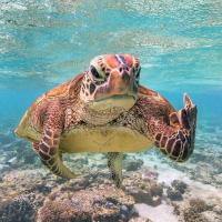 William