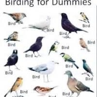 Brian Brown