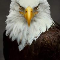 Delia Kramer