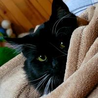 Marcy