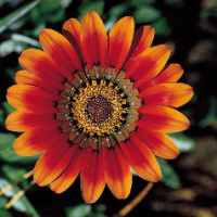 Louise Blackmon