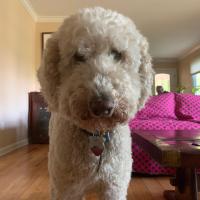 Laura