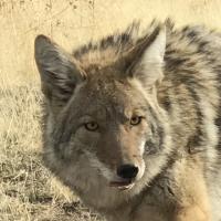Jeff Reynolds