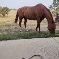 Carrie Glidden-Lewis