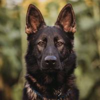 Frances Obrin