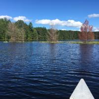 Diane Harrison