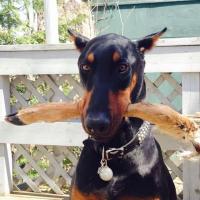 Gina Murray
