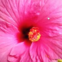 Joy Lowrie