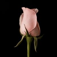 Debra Miller