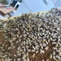 Joseph Lee Dew