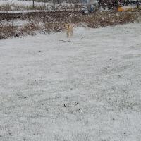 Karen Drenth