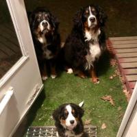 Vincent David Jericho