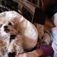 Albert