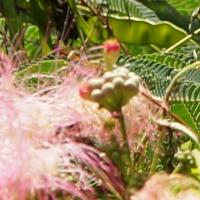 Wynetta Bray