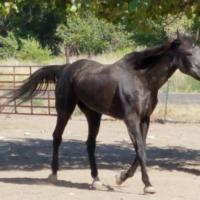 Nancy Hoggard