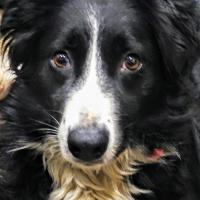 Tracey Mcpherson