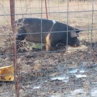 Rick Beckner